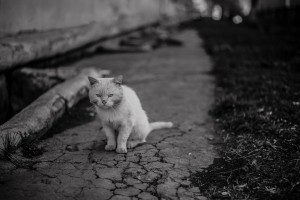 Проявина Светлана. Окраина. Серия фотографий. Местный житель